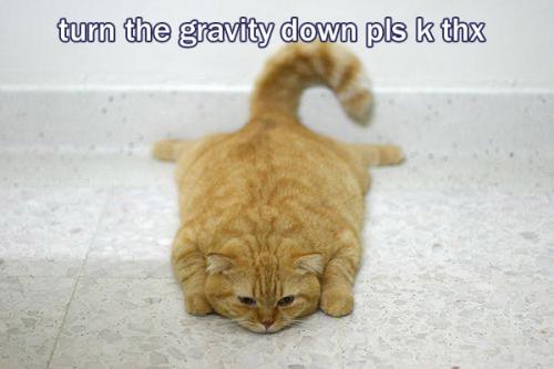 [lolcat]