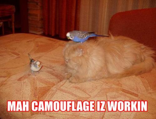 [lolcat]